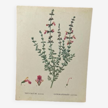 Botanical poster Catnip