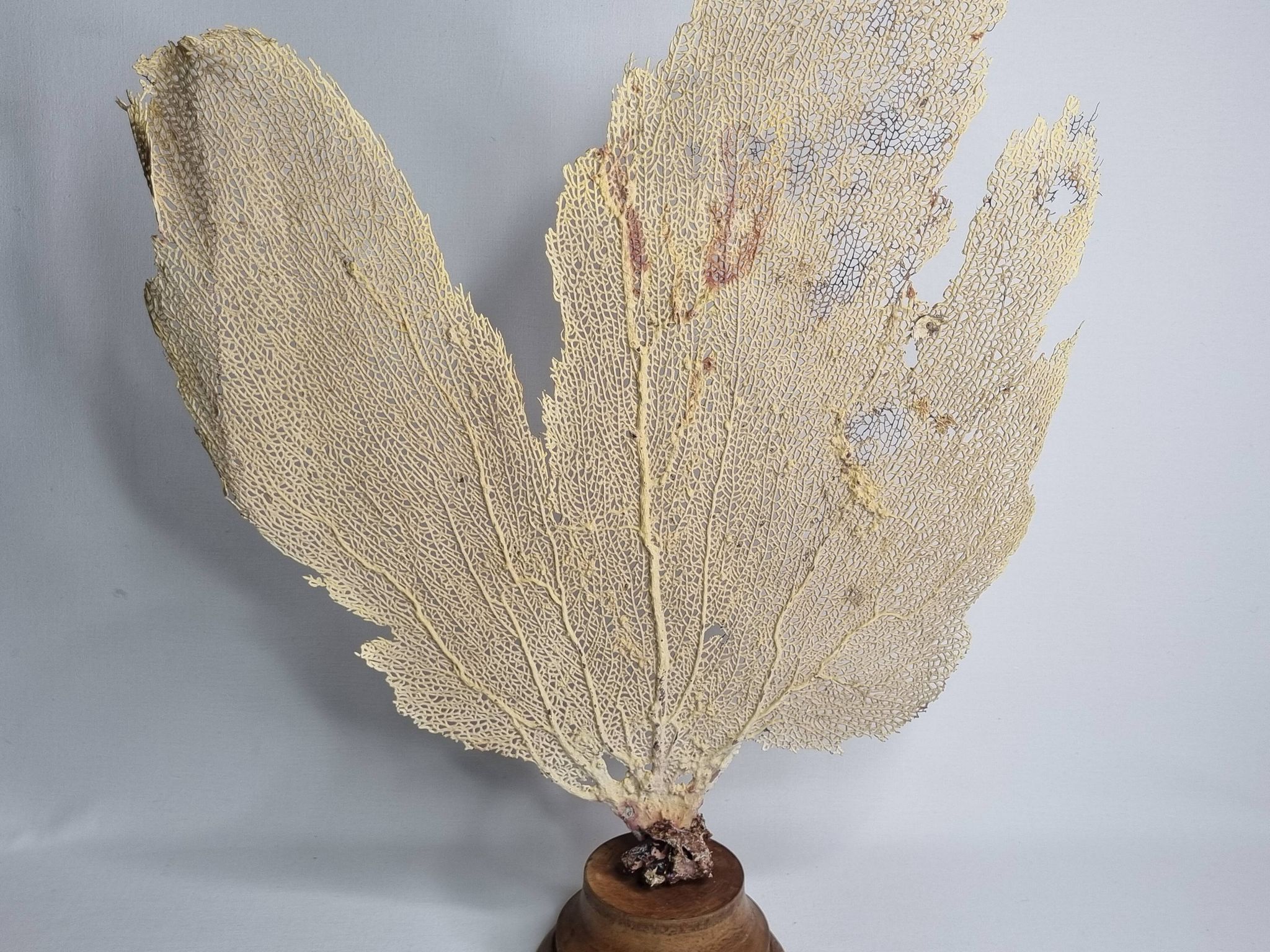 Ancient fan coral on a wooden base, large decorative specimen, 59 cm.