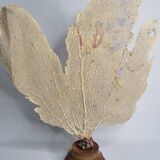 Antique fan coral on wooden base, Large decorative specimen, 59 cm