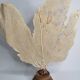 Ancient fan coral on a wooden base, large decorative specimen, 59 cm.