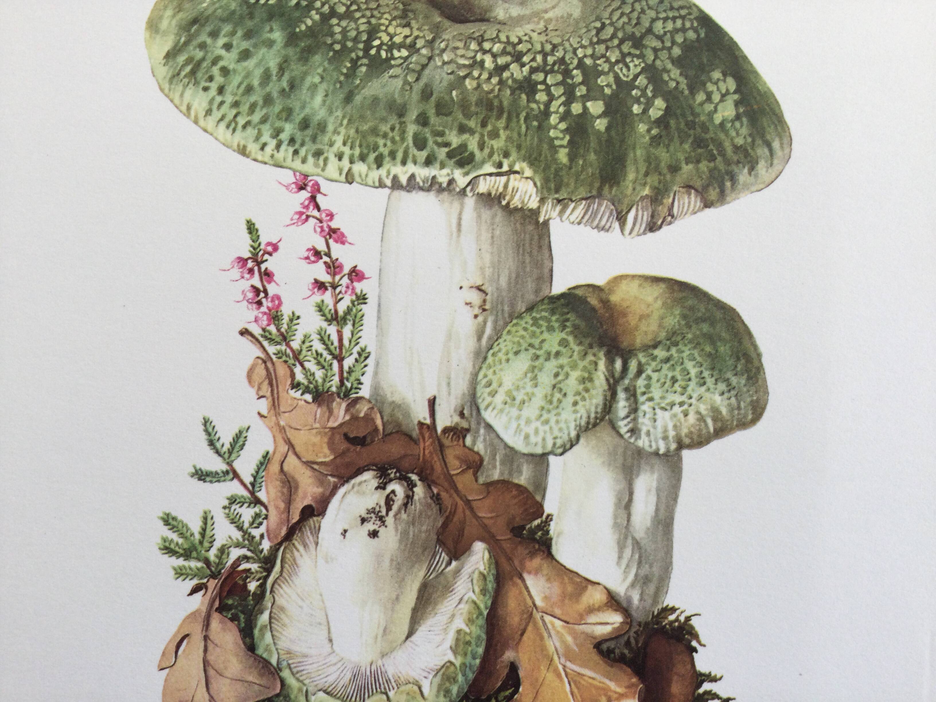 Botanical Illustration Mushrooms Russula Vintage Print 60s