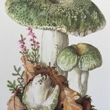 Botanical Illustration Mushrooms Russula Vintage Print 60s