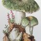 Botanical Illustration Mushrooms Russula Vintage Print 60s