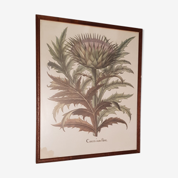 Old Botanical poster framed