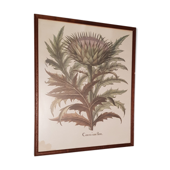 Old Botanical poster framed