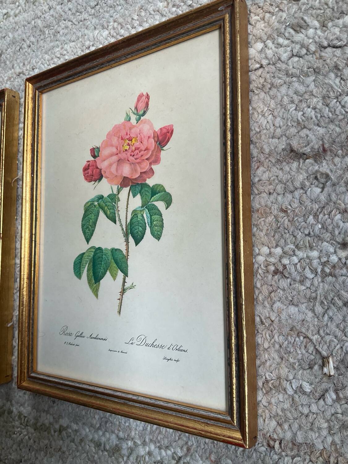Pair of gilded wooden botanical frames from the 70s