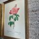 Pair of gilded wooden botanical frames from the 70s