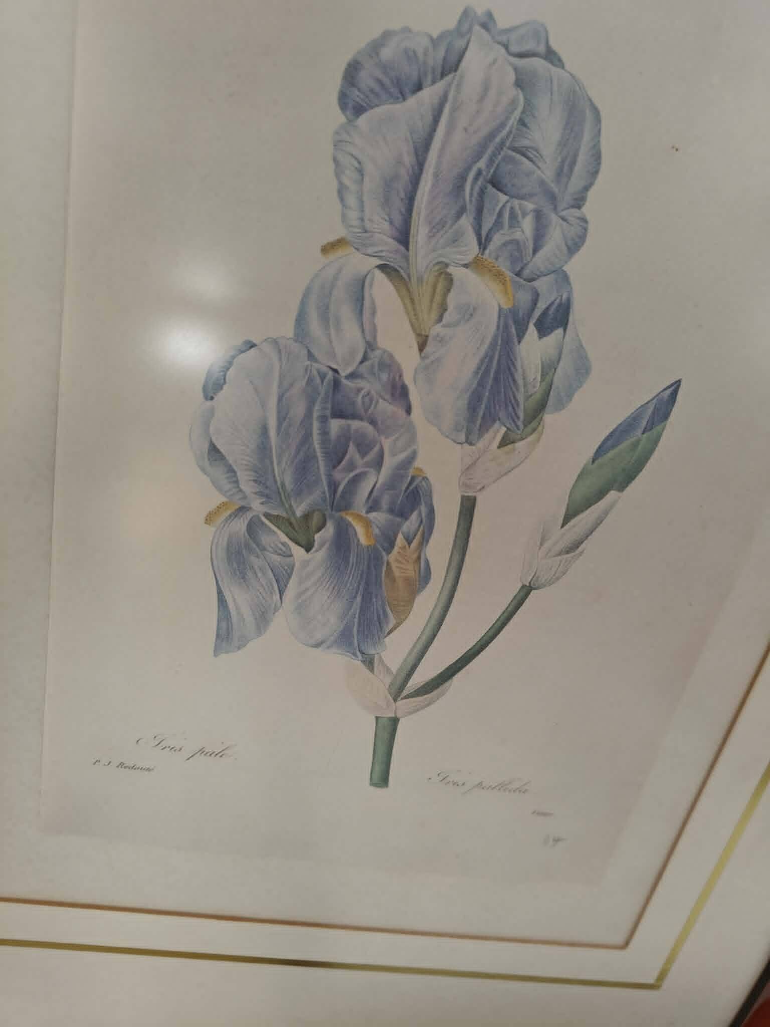 Lot 3 Large Botanical Engravings by Pierre-Joseph Redouté Flowers