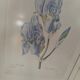Lot 3 Large Botanical Engravings by Pierre-Joseph Redouté Flowers