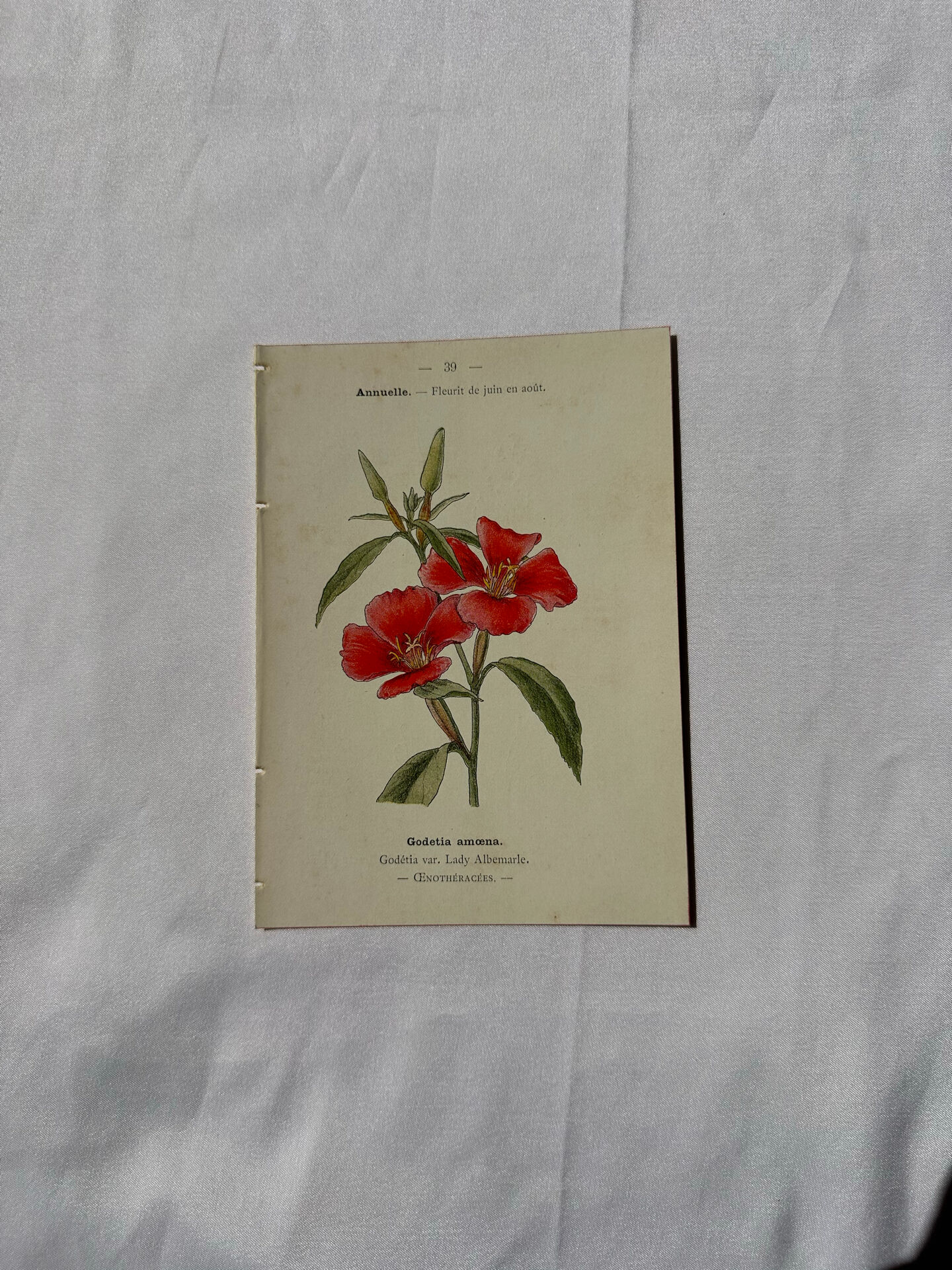 Botanical engraving naturalist plate French flower double-sided