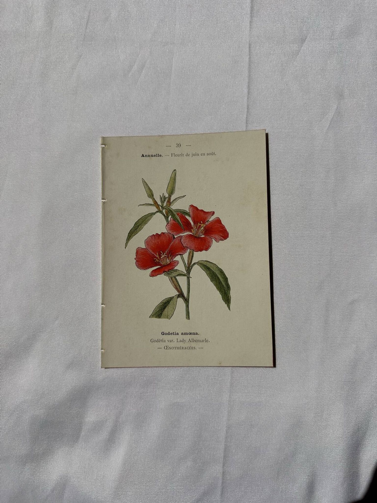 Gravure botanique planche naturaliste fleur Française double face