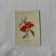 Botanical engraving naturalist plate French flower double-sided