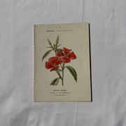 Gravure botanique planche naturaliste fleur Française double face