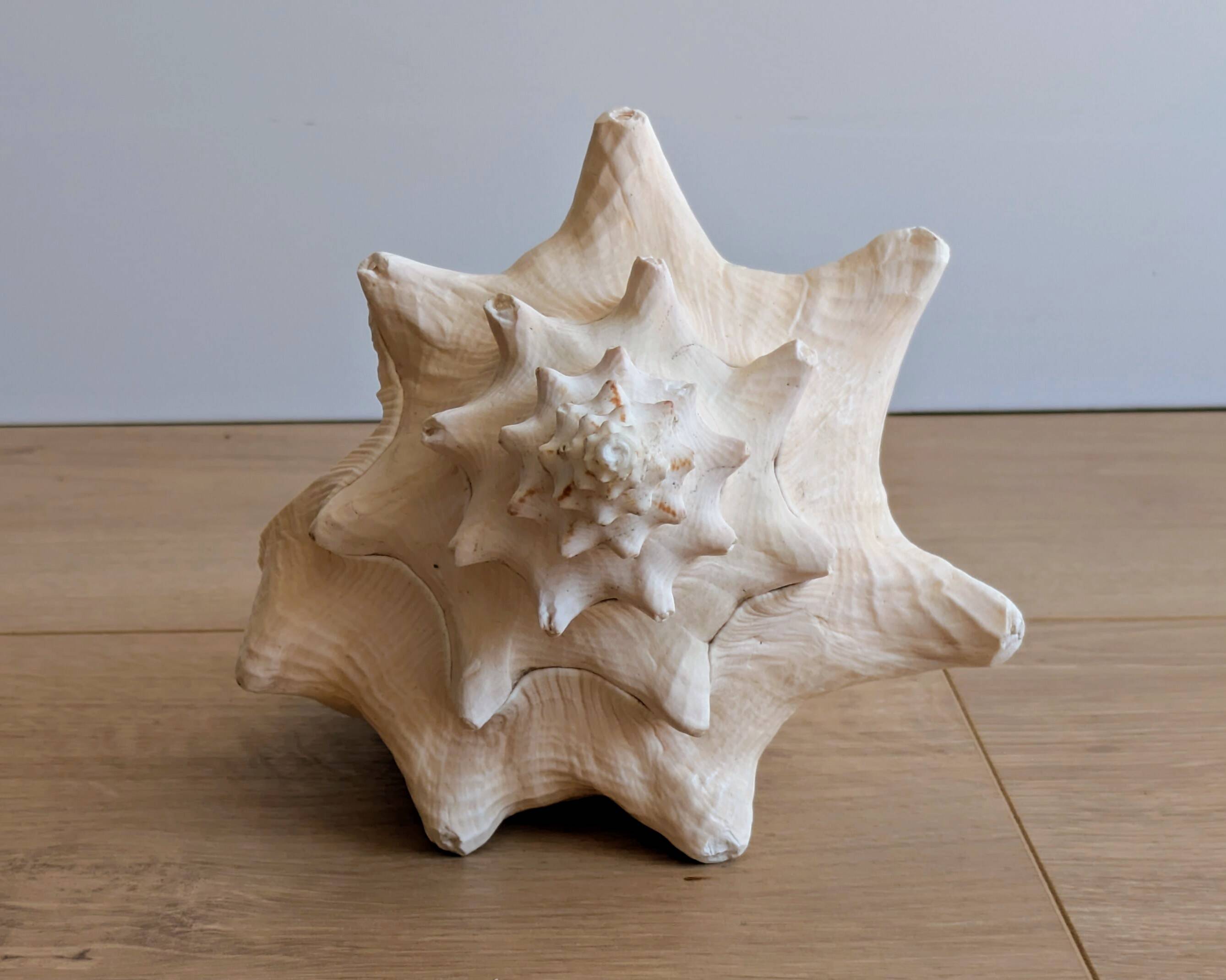 Conch Seashell - Lobatus gigas - 21 cm