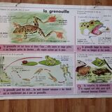 Rossignol educational poster
