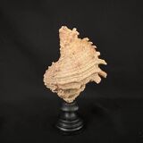 Old Murex conch shell on turned wooden base Napoleon III vintage cabinet of curiosities