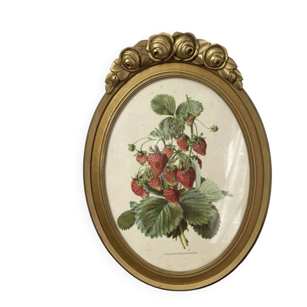 Affiche botanique Fragaria Grandiflora encadrée