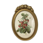 Framed botanical print of Fragaria Grandiflora