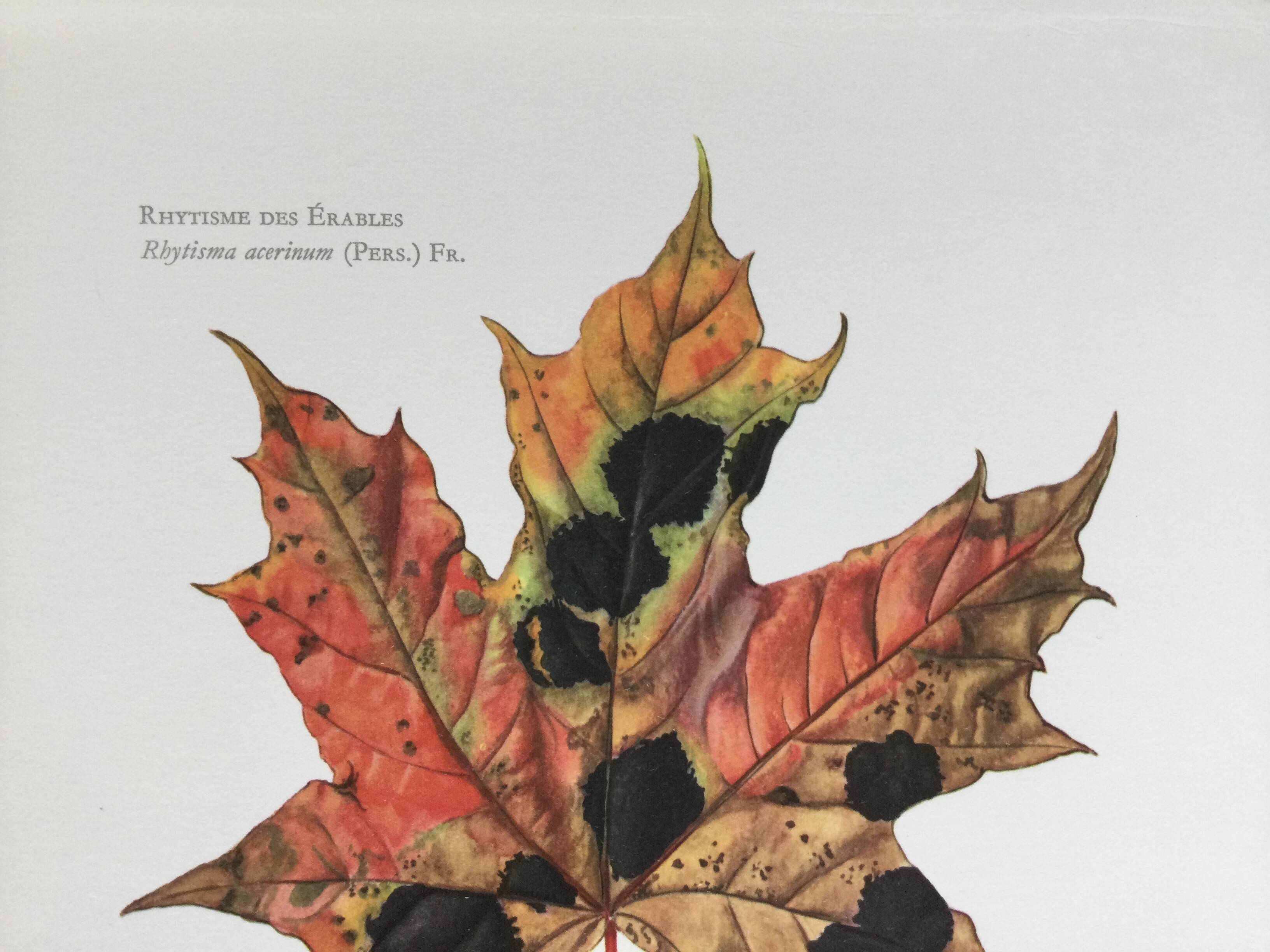 Botanical Illustration Mushrooms Rhythm Vintage Print 60s