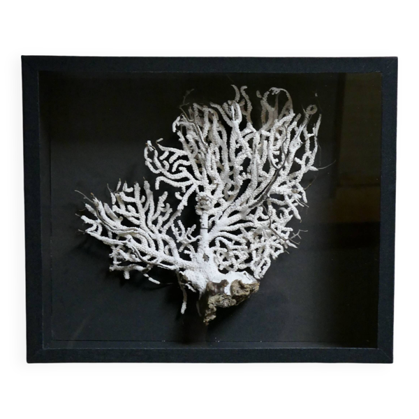 Coquillage