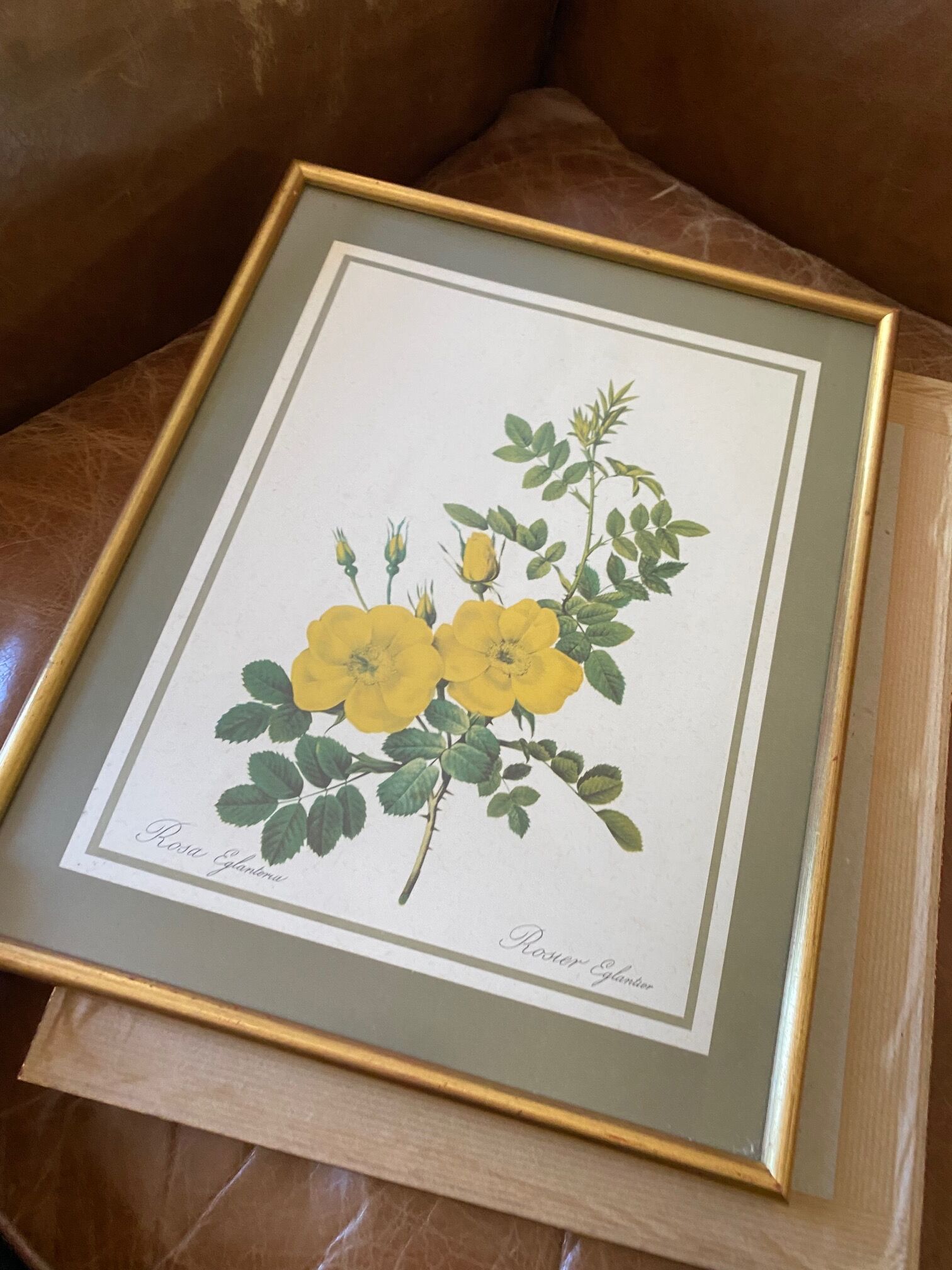 Botanical square paintings: Rosa Eglantera