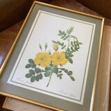 Botanical square paintings: Rosa Eglantera