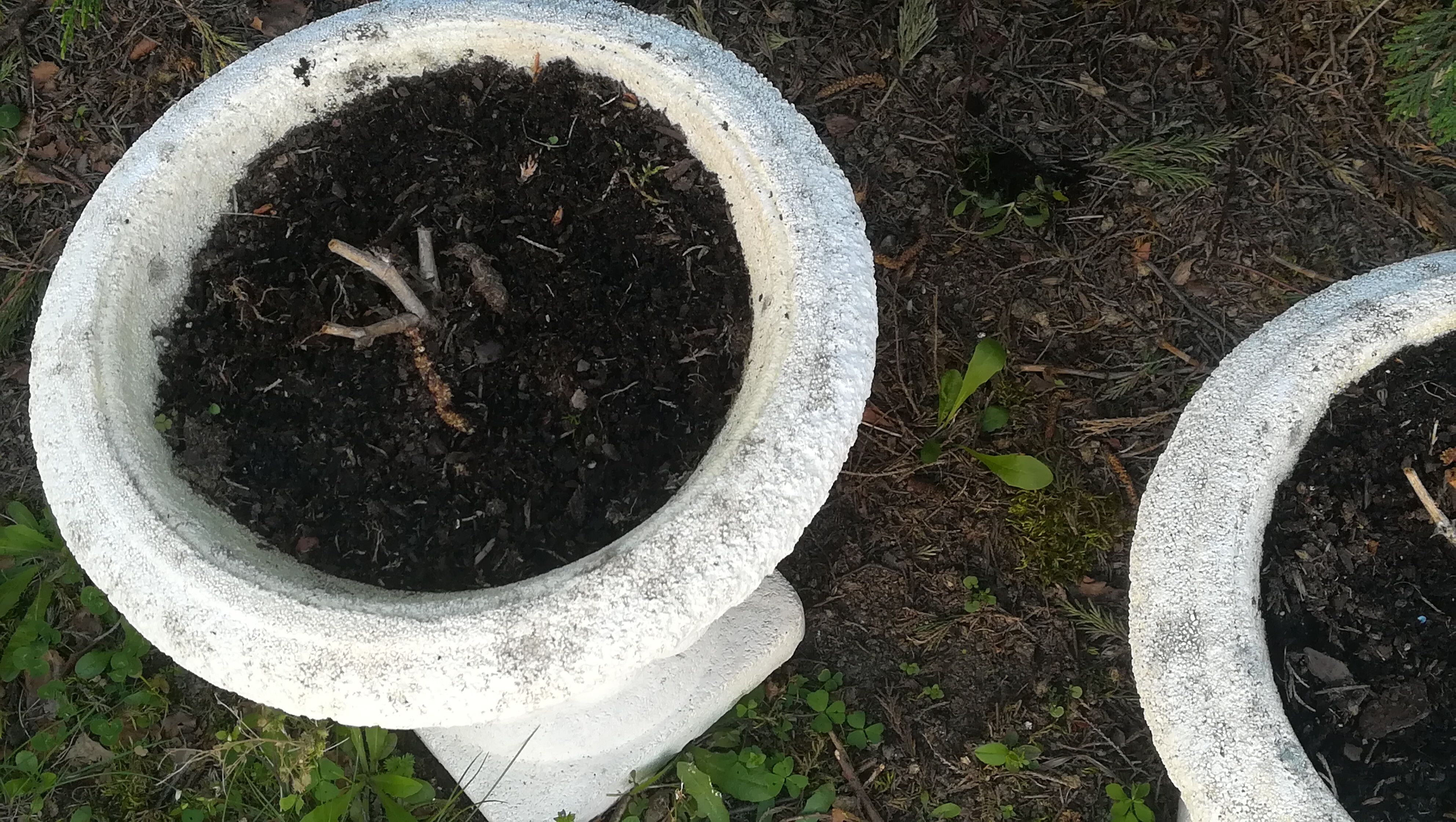 Pair of vases in reconstituted white stone