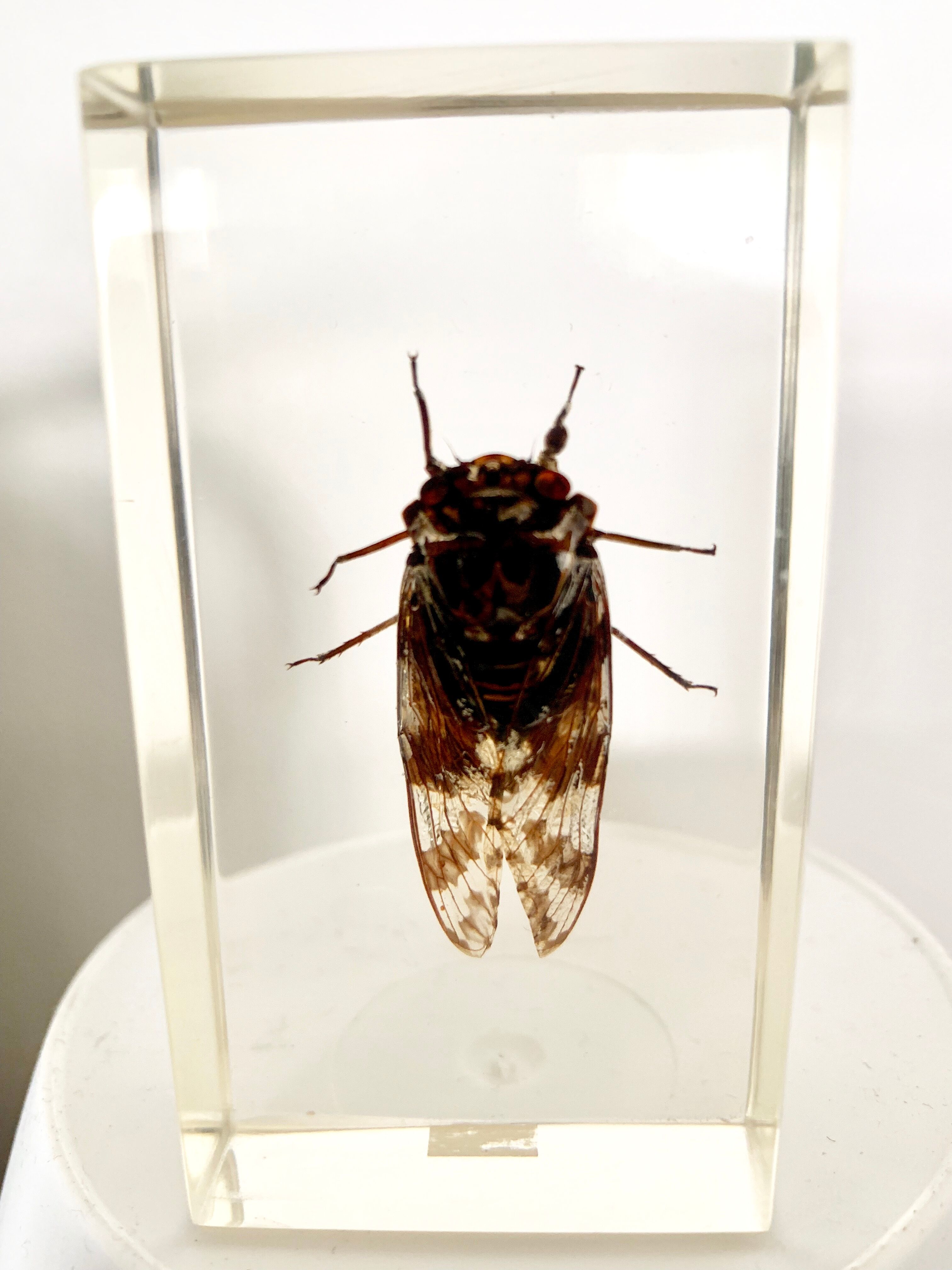 Insect duo under resin inclusion