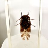 Insect duo under resin inclusion