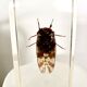 Insect duo under resin inclusion