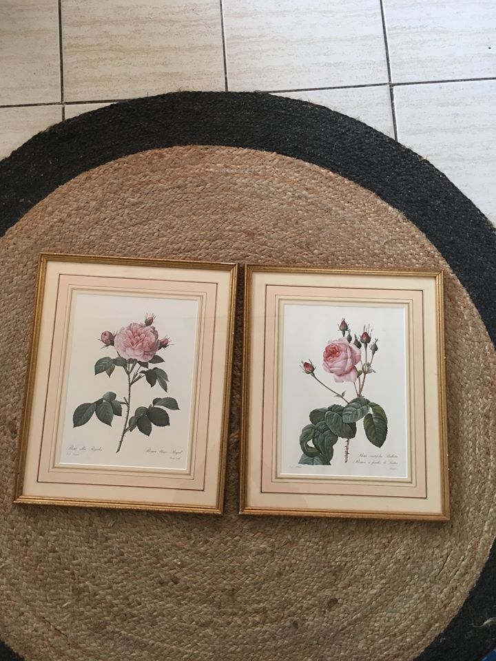 Board of botanical framed "Rosa alba Regalis"