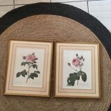 Board of botanical framed "Rosa alba Regalis"
