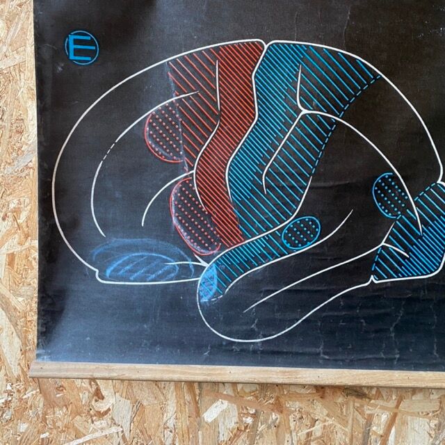 Dr. Auzoux's school poster "The brain"