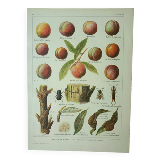 Gravure ancienne 1922, Pèche, variétés et ennemis, fruit, pêcher • Lithographie, Planche originale