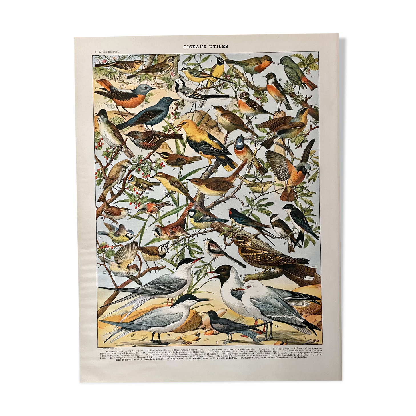 Lithograph on useful birds from 1911 (pipit)