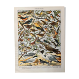 Lithograph on useful birds from 1911 (pipit)