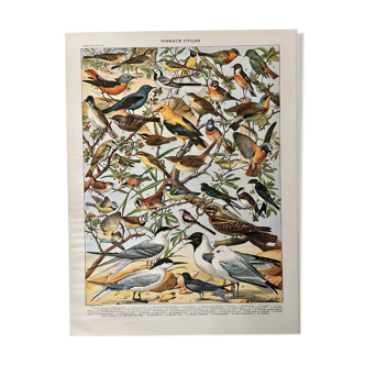 Lithograph on useful birds from 1911 (pipit)