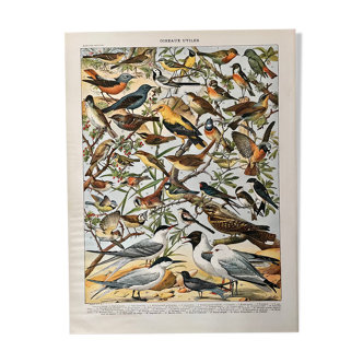 Lithographie sur les oiseaux utiles de 1911 (pipit)