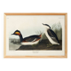 Poster about the black-necked grebe, based on an old engraving from 1827.