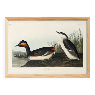 Poster about the black-necked grebe, based on an old engraving from 1827.