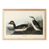 Poster about the black-necked grebe, based on an old engraving from 1827.