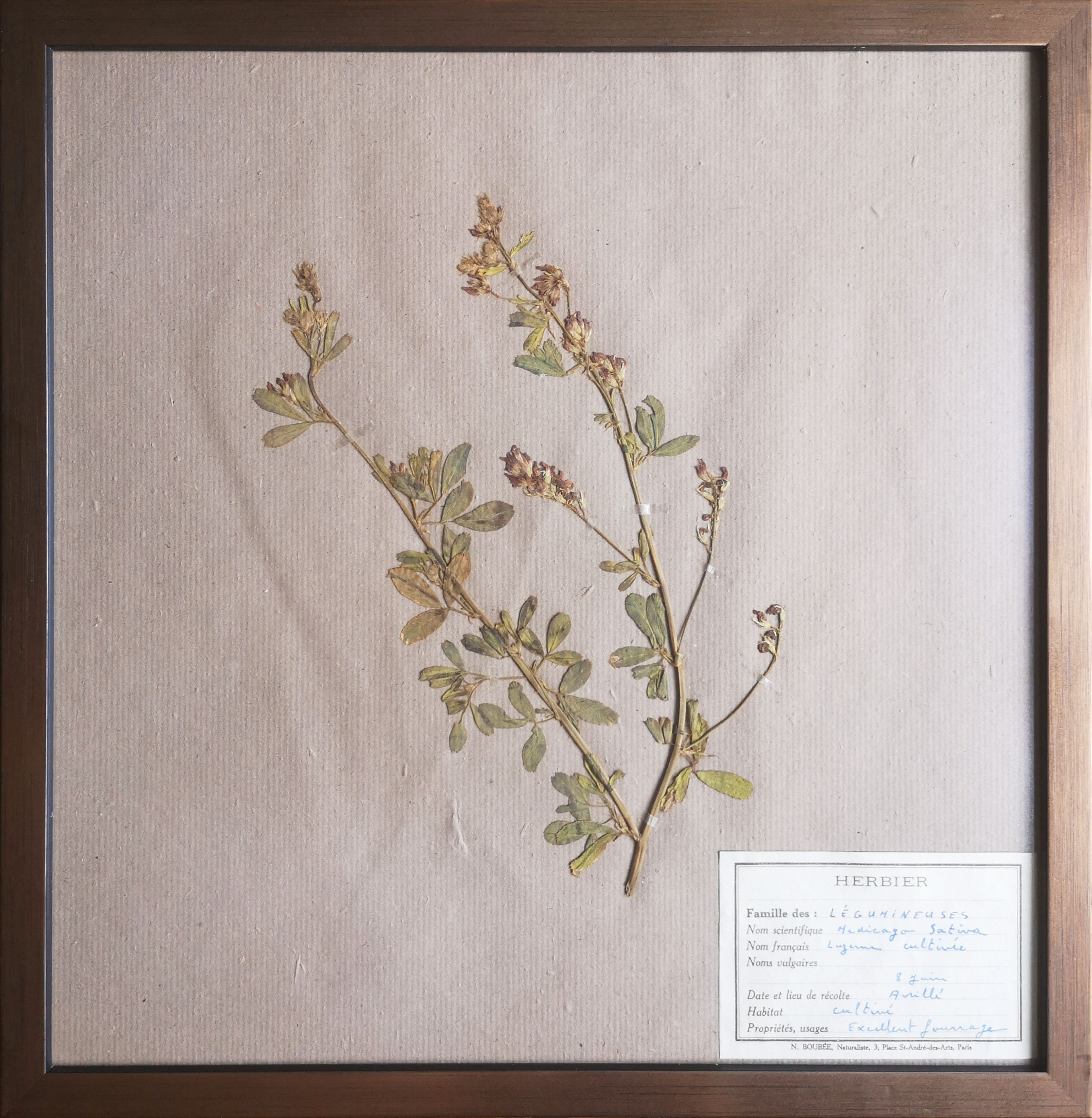 Framed vintage herbariums, decoration, copper frame