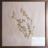 Framed vintage herbariums, decoration, copper frame