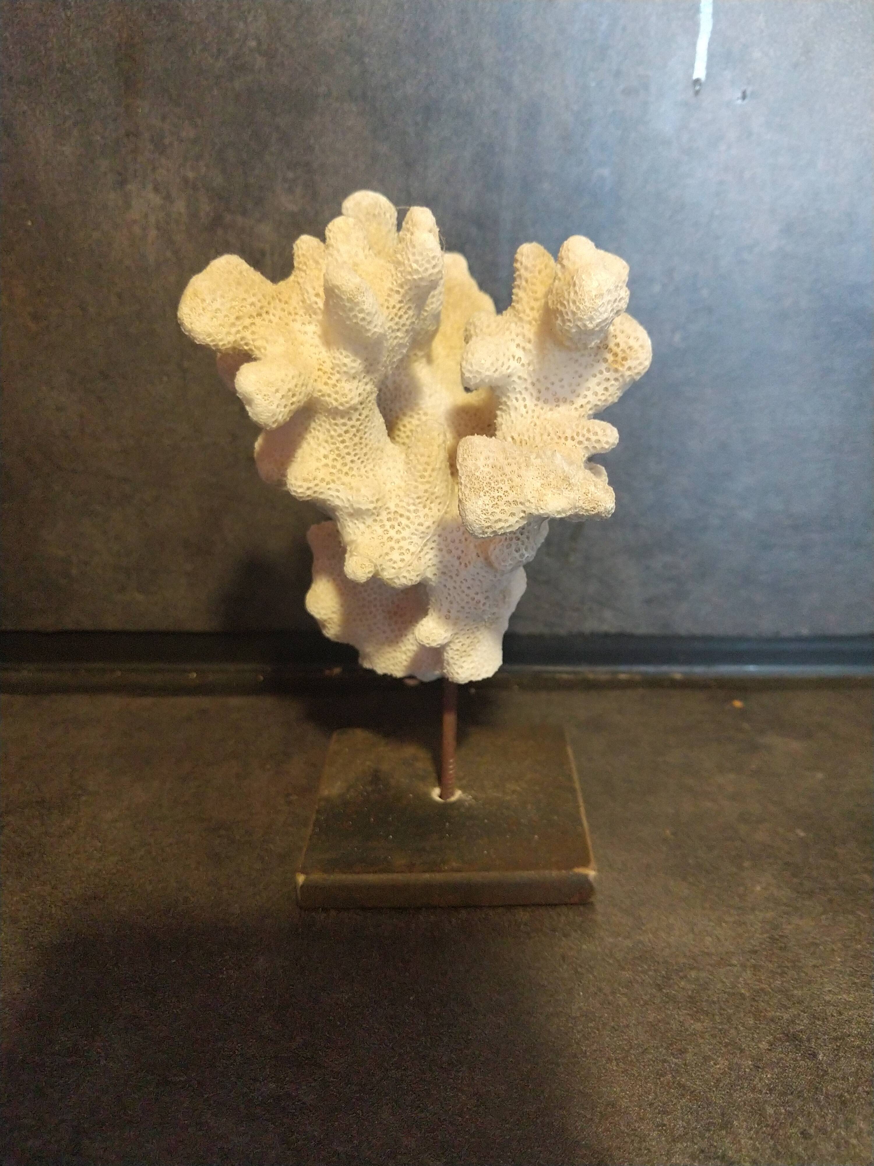 Coral on pedestal