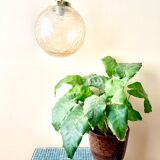 Amber glass ball suspension