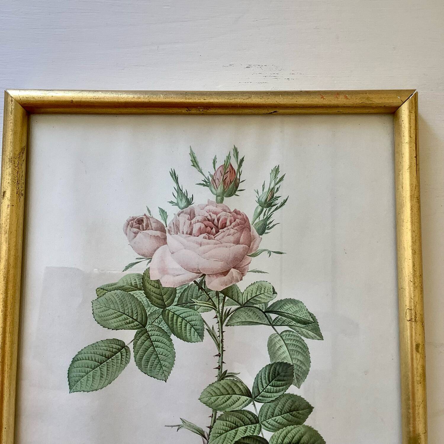 Botanical lithograph by Pierre Joseph Redouté