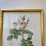 Lithographie botanique de Pierre Joseph Redouté