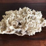 Ancient white coral 27X20 cm