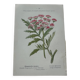 Botanical plate of a French plant from the 18th century, double-sided.
