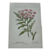 Planche botanique plante française 18e double face
